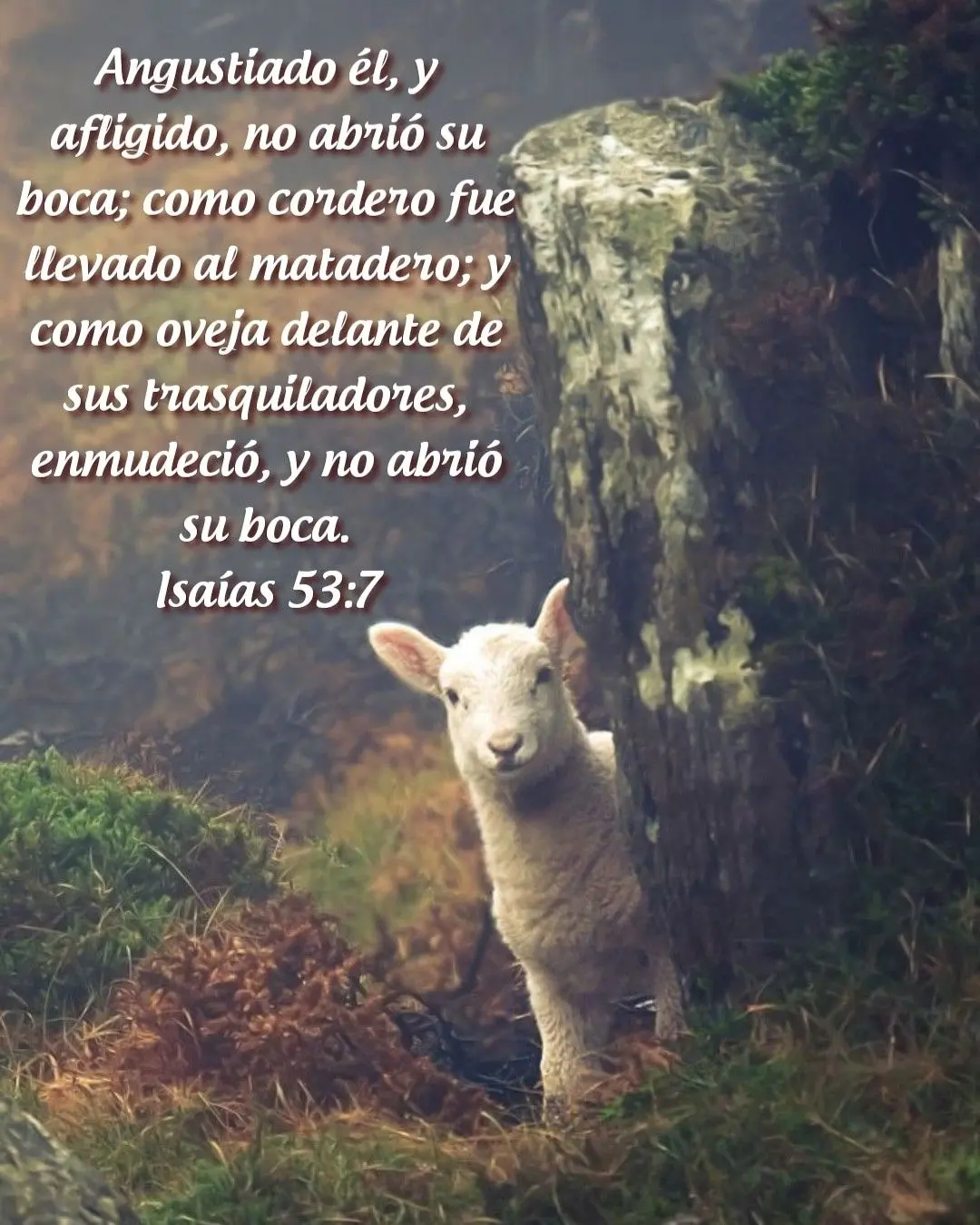 El Cordero Llevado al Matadero: Un Estudio Bíblico de Isaías 53:7 - Cómo oveja fue llevada al matadero como cordero fue llevado al matadero biblia - Cómo oveja fue llevada al matadero
