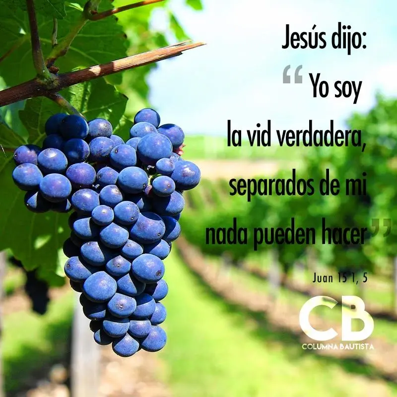 La Vid en la Biblia: Un Símbolo de Abundancia, Fe y Esperanza - Cuál es el significado de la vid que es vid segun la biblia - Cuál es el significado de la vid
