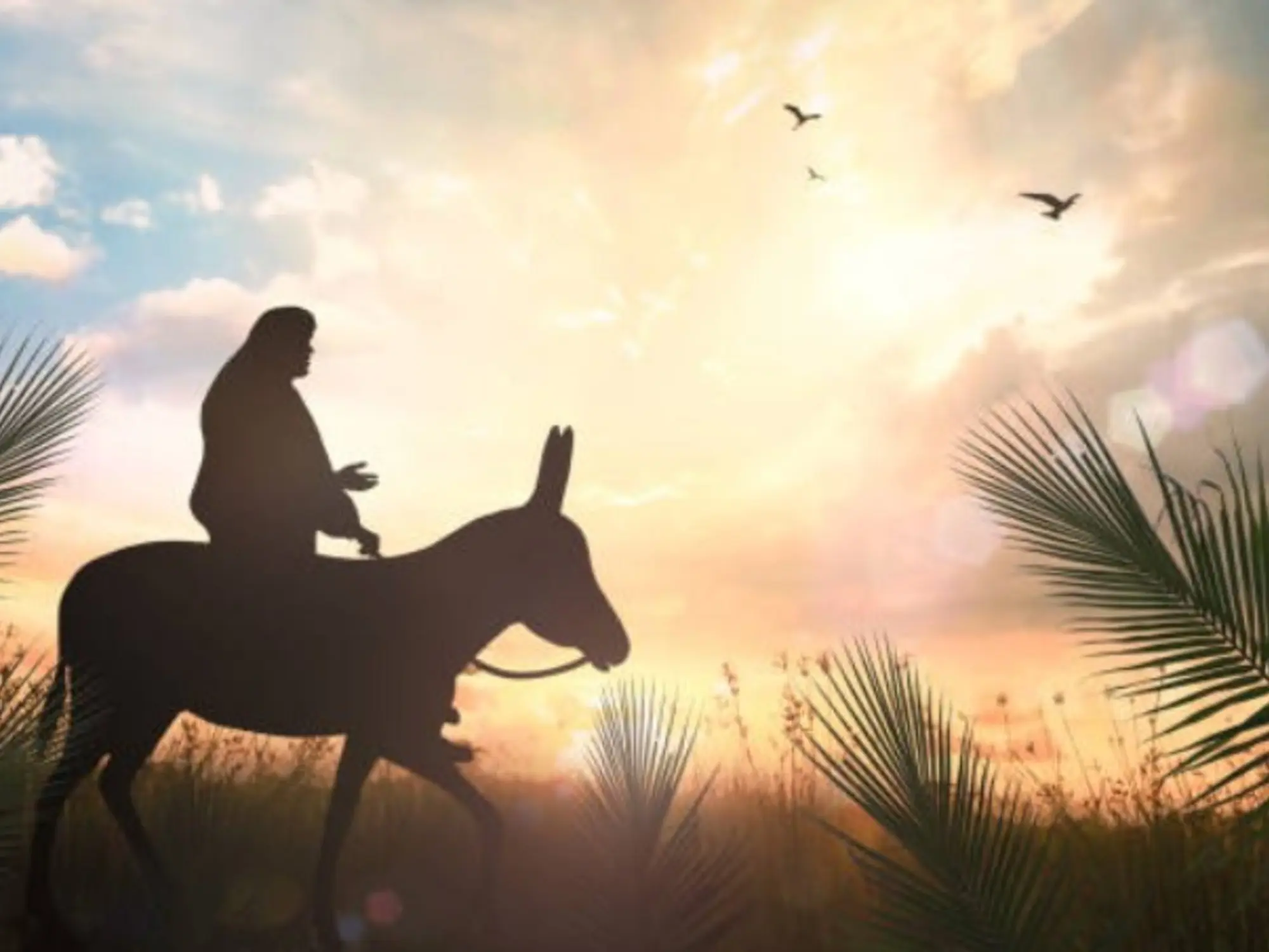 que paso el domingo de ramos segun la biblia - Cuál es el significado del Domingo de Ramos