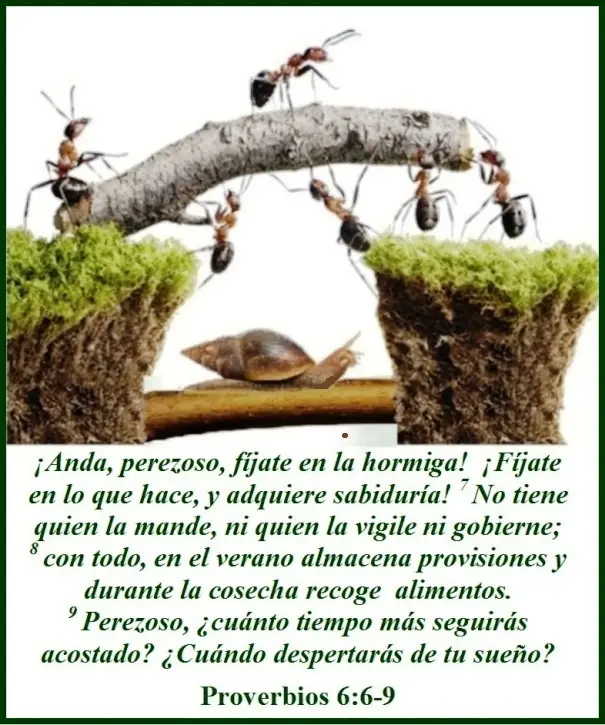 La Sabiduría de las Hormigas: Un Mensaje Bíblico para la Vida - Cuál es la moraleja de la hormiga se como las hormigas biblia - Cuál es la moraleja de la hormiga