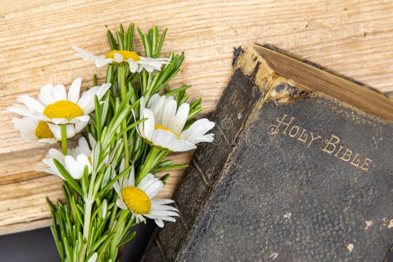 El Romero en la Biblia: Un Símbolo de Recuerdo, Purificación y Esperanza - Cuántas flores se mencionan en la Biblia romero en la biblia - Cuántas flores se mencionan en la Biblia