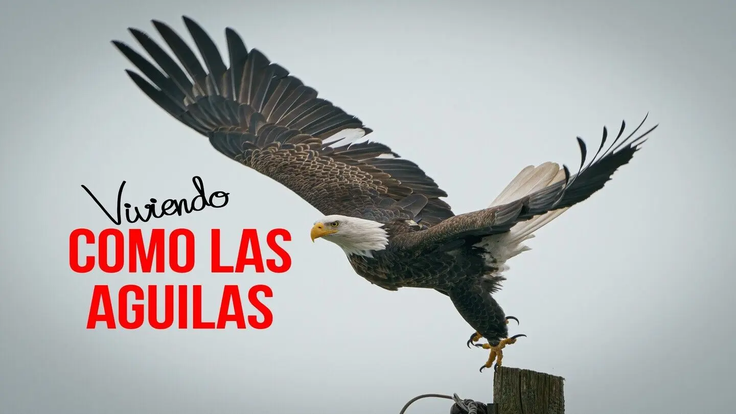 Sobre Alas de Águila: Un Viaje a Través de la Biblia - Donde dice en la Biblia Alas de águila sobre alas de aguila biblia - Donde dice en la Biblia Alas de águila