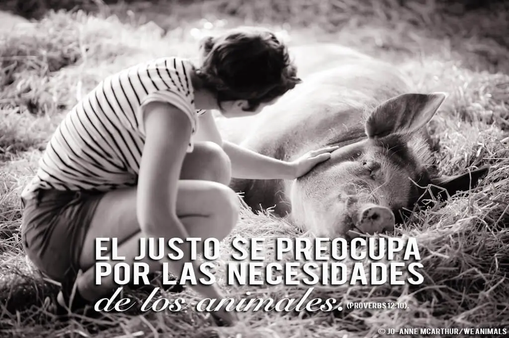 La Biblia y los Animales: Una Mirada a la Relación entre Dios y la Creación - Donde dice en la Biblia que Dios cuida de los animales la biblia habla de los animales - Donde dice en la Biblia que Dios cuida de los animales