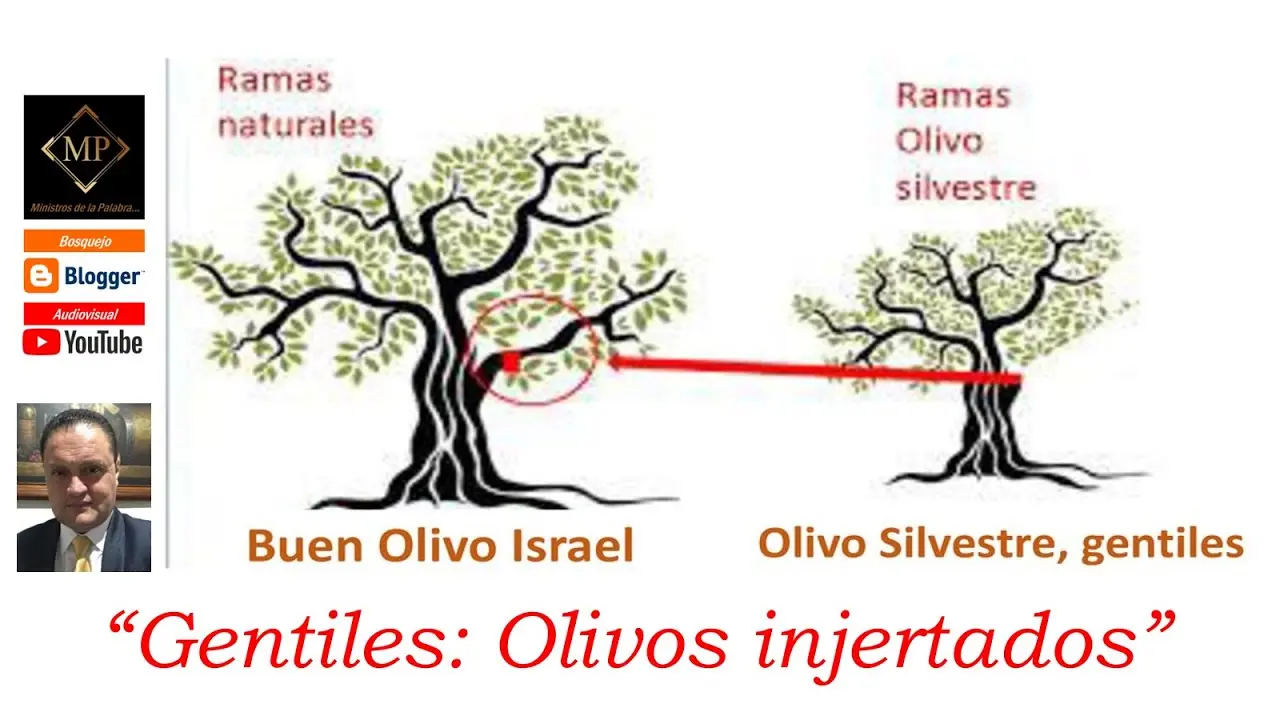 Las Ramas Injertadas en la Biblia: Un Estudio de Romanos 11 - Donde dice en la Biblia que somos injertados ramas injertadas biblia - Donde dice en la Biblia que somos injertados