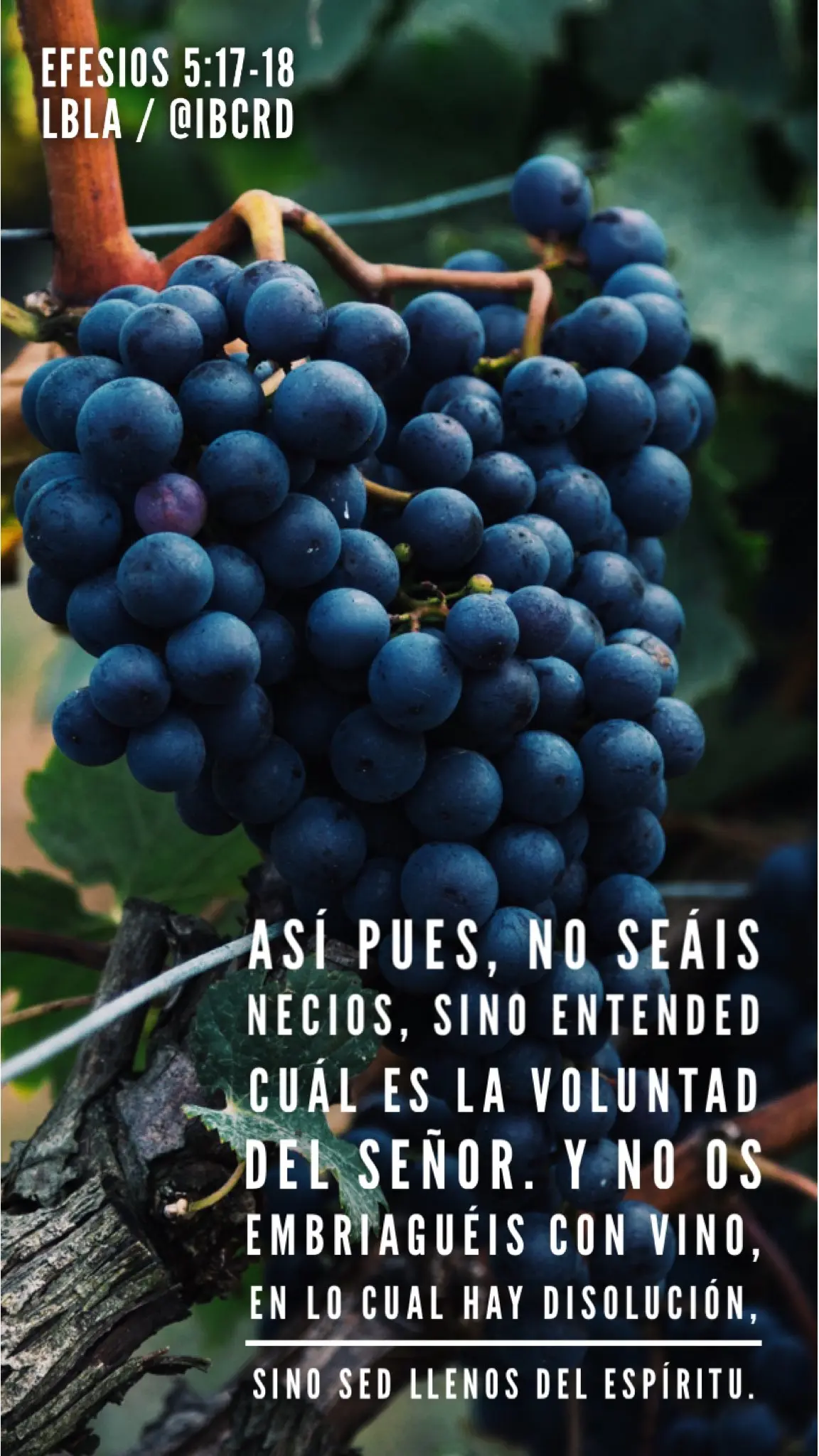 Hay de todo en la viña del Señor: Un análisis bíblico y cultural - Dónde habla de la viña del Señor en la Biblia hay de todo en la viña del señor biblia - Dónde habla de la viña del Señor en la Biblia