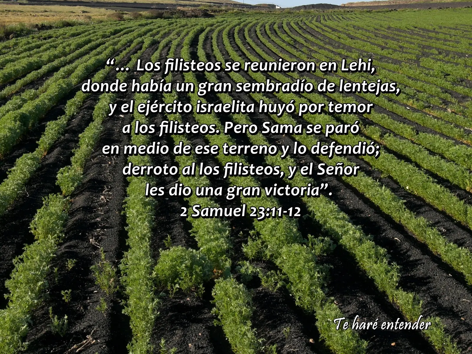 El Campo de Lentejas: Un Símbolo Bíblico de Valor y Sacrificio - Dónde habla la Biblia de lentejas el campo de lentejas en la biblia - Dónde habla la Biblia de lentejas