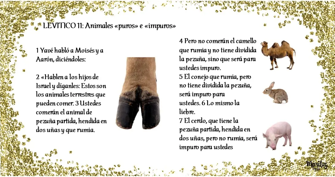 Animales Impuros en la Biblia - Qué aves son impuras animales impuros de la biblia - Qué aves son impuras