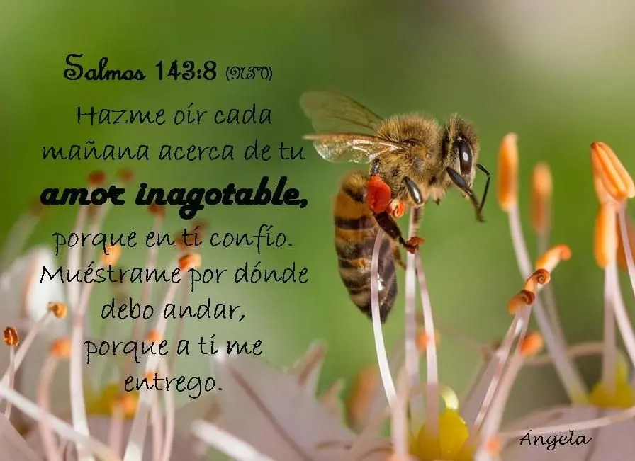 Las Avispas en la Biblia: Un Símbolo de Juicio Divino - Qué dice en Deuteronomio 7 20 avispas biblia - Qué dice en Deuteronomio 7 20
