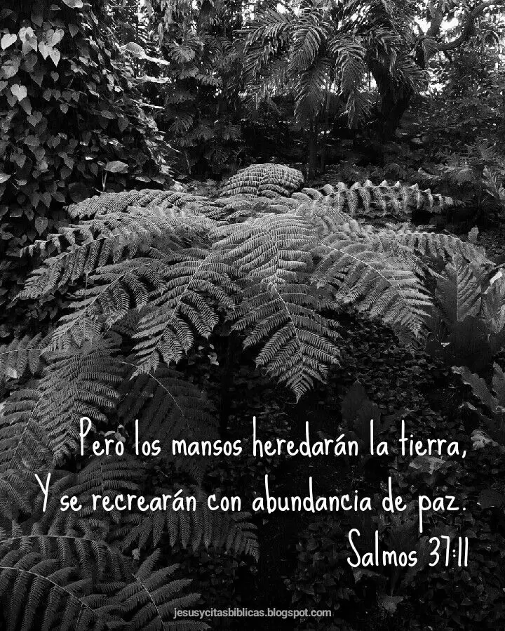 Los Mansos Herederán la Tierra: Una Profunda Lectura Bíblica - Qué dice Jesús de los mansos los mansos heredaran la tierra biblia - Qué dice Jesús de los mansos