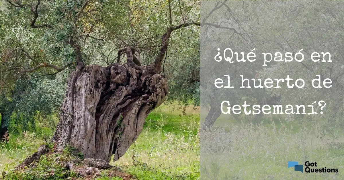 El Jardín de Getsemaní: Un Lugar de Profunda Angustia y Sacrificio - Qué dice la Biblia de Getsemaní getsemani biblia - Qué dice la Biblia de Getsemaní