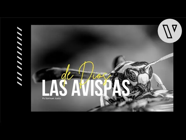 Las Avispas en la Biblia: Un Símbolo de Juicio Divino - Qué dice la Biblia de las avispas avispas biblia - Qué dice la Biblia de las avispas