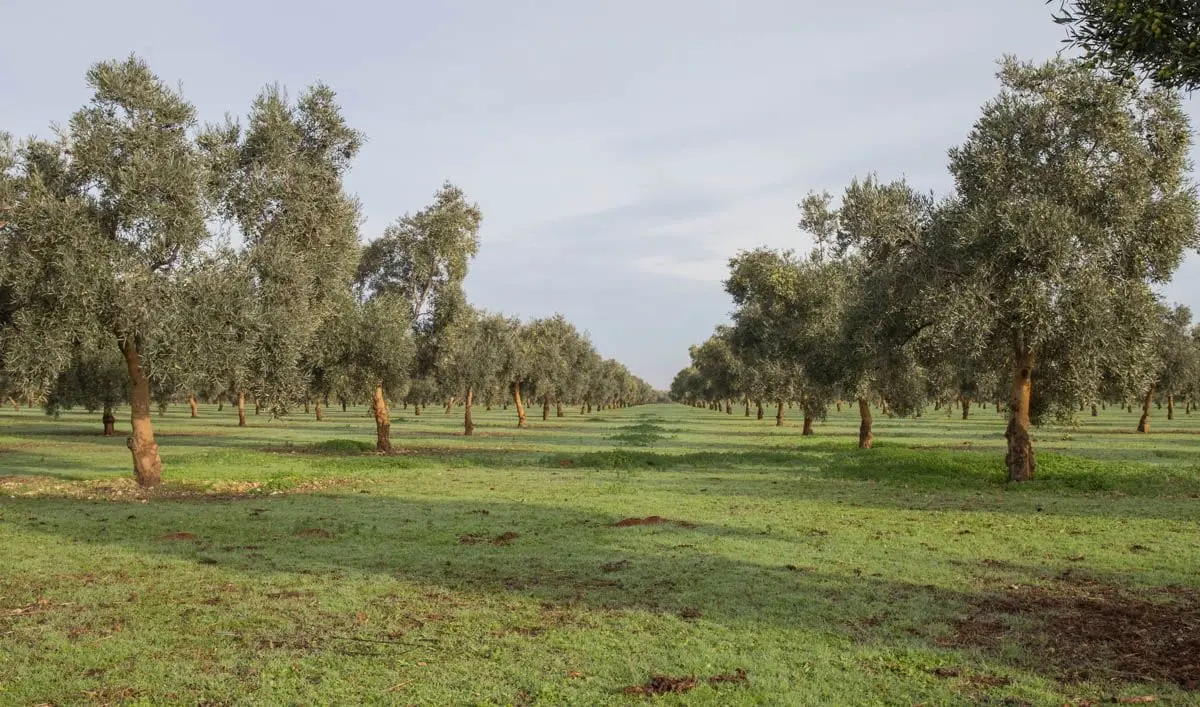 El Monte de los Olivos: Un Lugar Sagrado en la Biblia - Qué dice la Biblia de los olivos monte de los olivos biblia - Qué dice la Biblia de los olivos