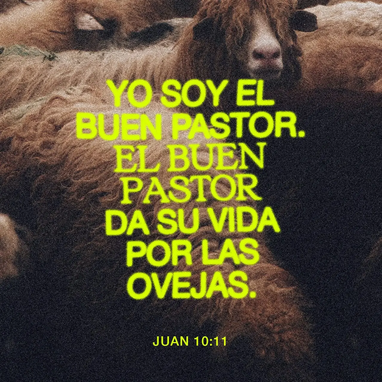 La Parábola del Buen Pastor: Descifrando los Salteadores en la Biblia - Qué es un salteador en la Biblia salteadores biblia - Qué es un salteador en la Biblia