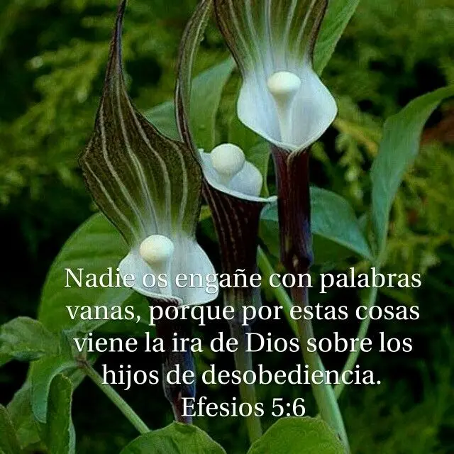 Palabras Vanas Según la Biblia: Un Análisis Profundo - Que nadie nos engañe con palabras vanas palabras vanas segun la biblia - Que nadie nos engañe con palabras vanas
