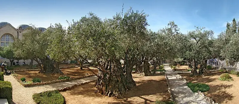 El Jardín de Getsemaní: Un Lugar de Profunda Angustia y Sacrificio - Qué pasó en el Monte de Getsemaní getsemani biblia - Qué pasó en el Monte de Getsemaní