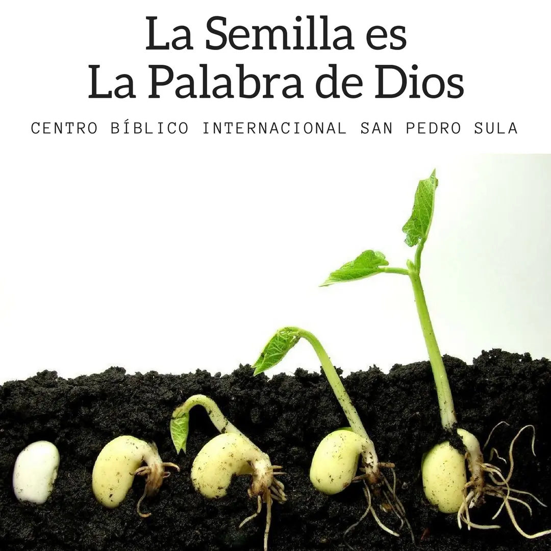 Las Semillas en la Biblia: Un Símbolo de Fe, Crecimiento y Abundancia - Qué representan las semillas en la parábola las semillas en la biblia - Qué representan las semillas en la parábola