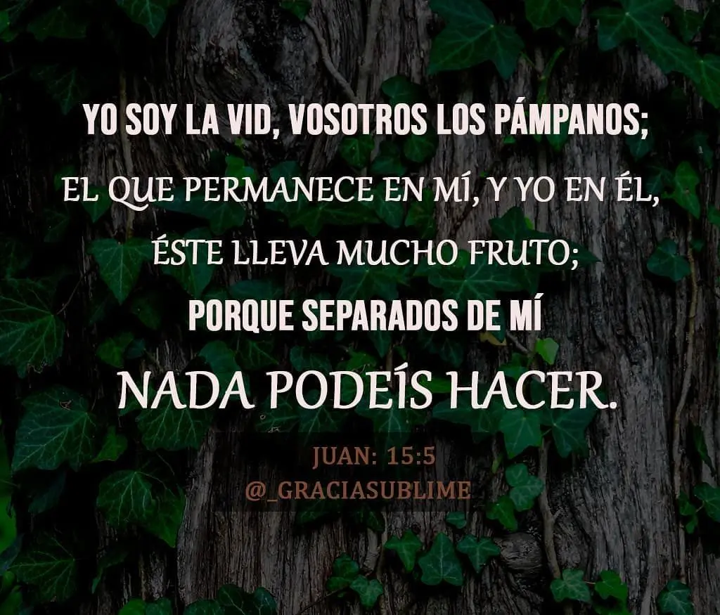 Hay de todo en la viña del Señor: Un análisis bíblico y cultural - Qué significa en la viña del Señor hay de todo en la viña del señor biblia - Qué significa en la viña del Señor