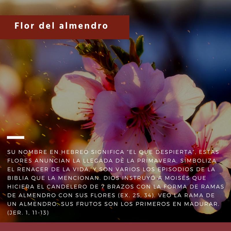 El Significado de las Flores en la Biblia: Un Lenguaje de Amor, Esperanza y Fe - Qué significa la flor en lo espiritual que simbolizan las flores en la biblia - Qué significa la flor en lo espiritual
