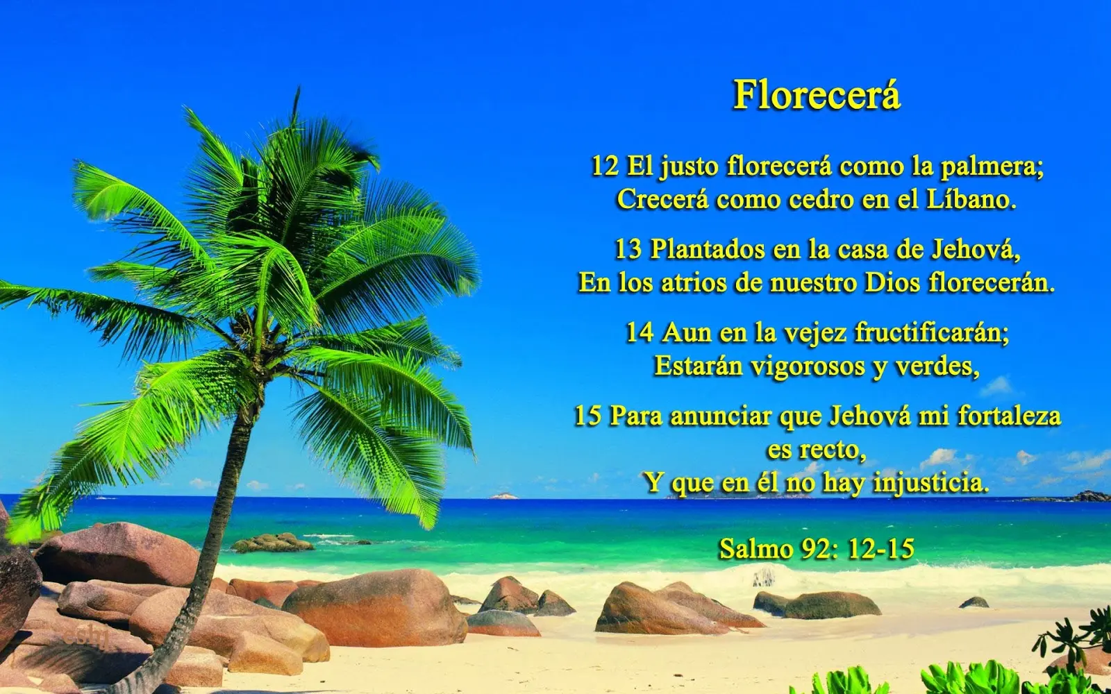 que representa la palmera en la biblia - Qué significa la planta palmera