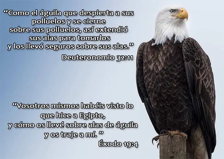 La Parábola del Águila en la Biblia: Un Mensaje de Esperanza y Renovación - Que simboliza el águila en Ezequiel 17 3 parabola del aguila en la biblia - Que simboliza el águila en Ezequiel 17 3