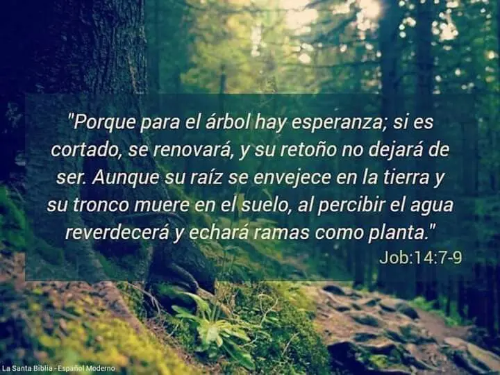 El Retoño de Isaí: Un Símbolo de Esperanza y Restauración en la Biblia - Quién es el retoño de Isaí en la Biblia retoño en la biblia - Quién es el retoño de Isaí en la Biblia
