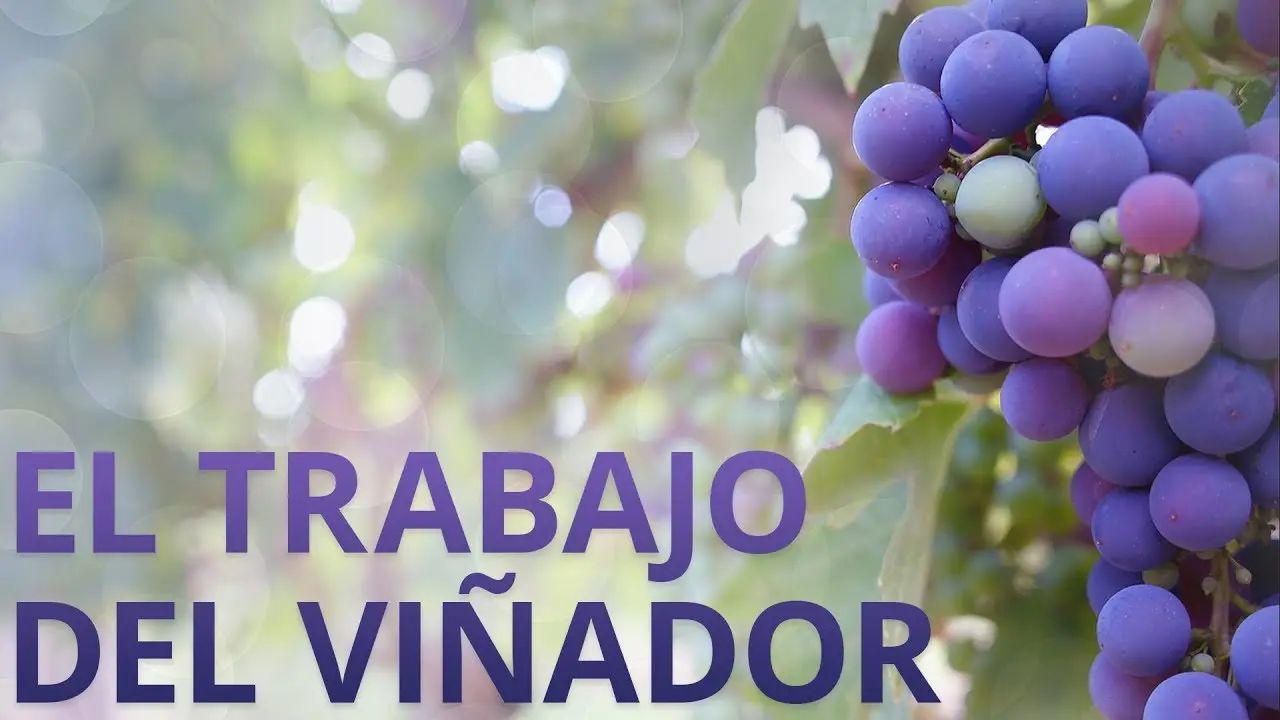 El Viñador en la Biblia: Un Símbolo de Amor y Cuidado - Quién es un viñador que es un viñador segun la biblia - Quién es un viñador